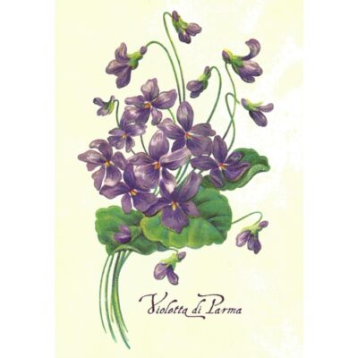 Cartolina "Violetta di Parma"